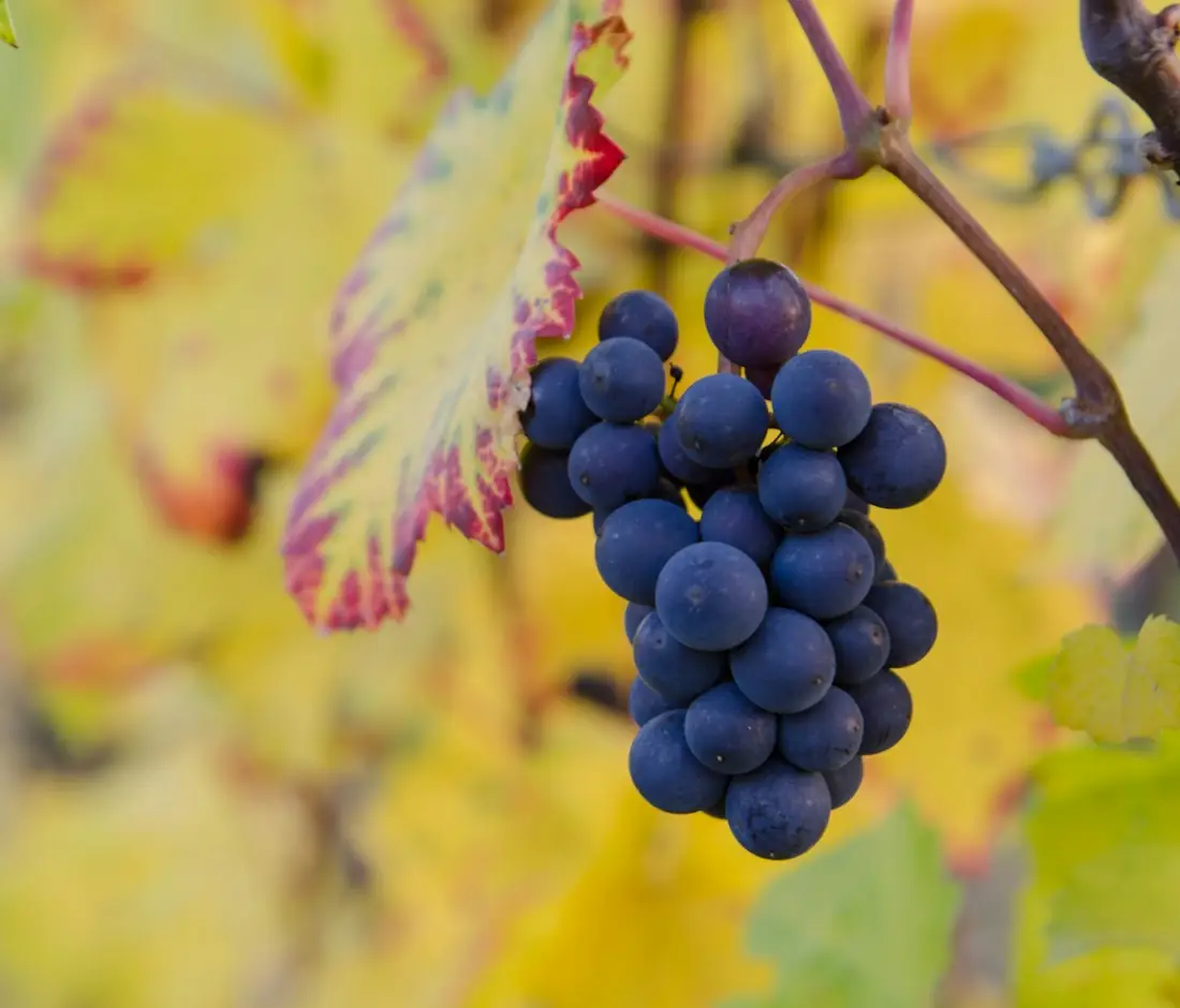 Reife dunkle Weintrauben am Rebstock im Herbst